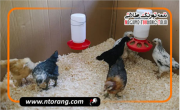 روش‌های بهینه تغذیه جوجه‌های یک تا چهار هفته برای رشد سریع و سالم